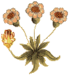 daisy