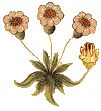 daisy