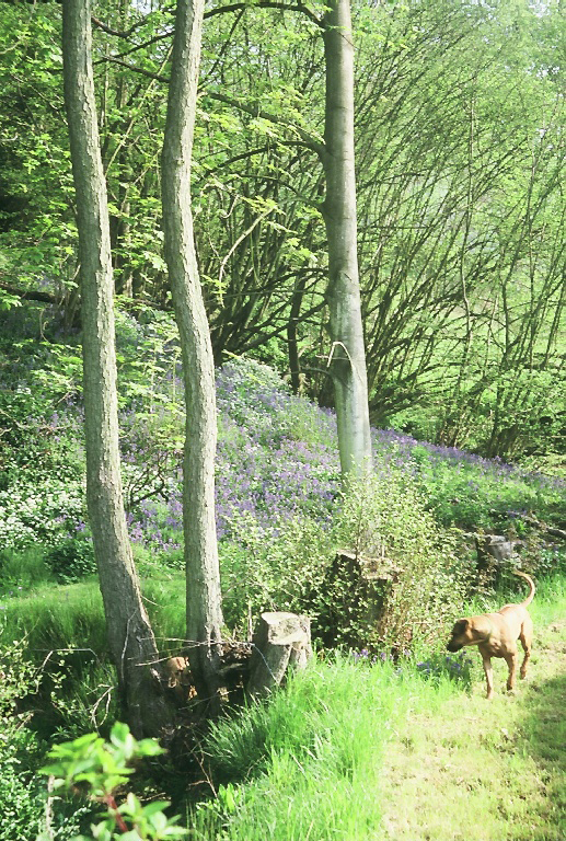 bluebells