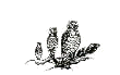 owl logo